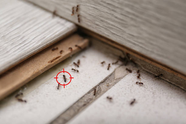 Best Commercial Pest Control Services  in Clayton, GA