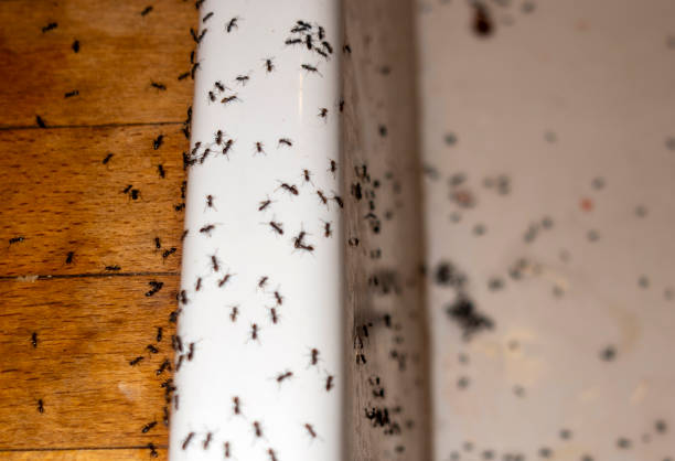 Flea Control Services in Clayton, GA